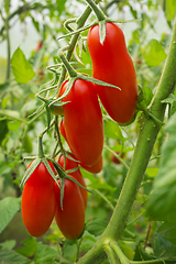 Image showing Tomatoes elongated form on a branch