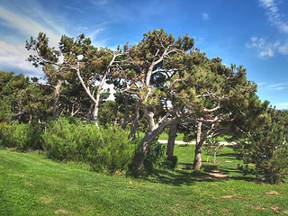 Image showing pine trees