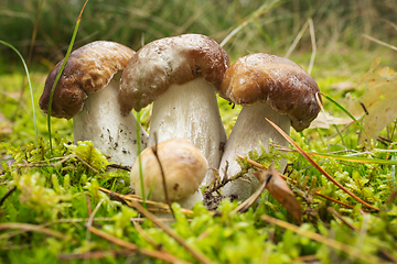 Image showing Three boletus among the green moss