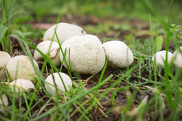 Image showing Not a few Fungus-slicker abundantly grows on wet soil