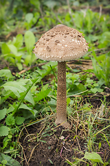 Image showing Mushroom-umbrella (Macrolepiota procera) grew in the garden