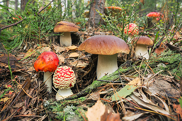 Image showing Variety of mushrooms grown up together in the woods