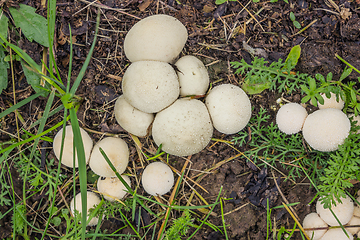 Image showing Fungus-slicker grows on wet soil