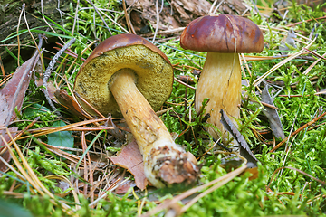 Image showing Polish mushroom (Boletus badius), one of the edible mushrooms