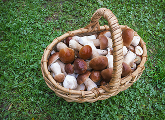 Image showing Noble white mushrooms in a wicker basket