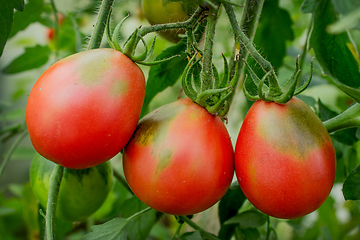 Image showing Three ripe tomatoes of elongated shape on a branch