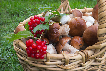 Image showing Noble white mushrooms in basket