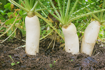 Image showing Daikon radish in the garden