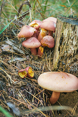 Image showing Honey agaric yellow-red or Blewits yellow-red