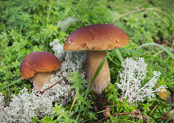 Image showing Two mushroom boletus on the moss in september
