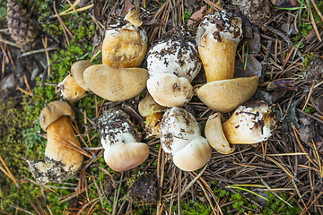 Image showing Bunch of young mushrooms on a moss background