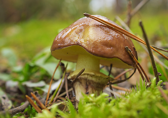 Image showing Mushroom greasers (Suillus) among moss