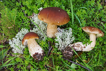 Image showing Three mushroom boletus found  in september