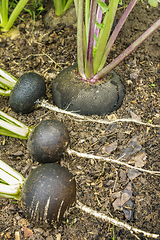 Image showing Black radish in the garden