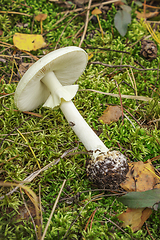 Image showing Pale toadstool (Amanita falloides) growing in summer and autumn