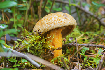 Image showing Mushroom flywheel (L.Xerocomus) in August