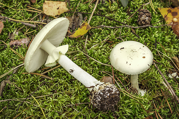 Image showing Pale toadstool (Amanita falloides)