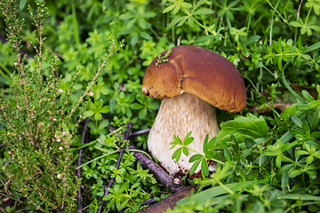 Image showing Boletus mushroom on a grassy meadow