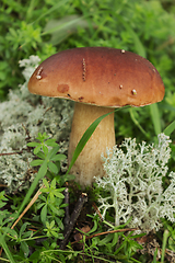 Image showing Mushroom boletus on moss in september