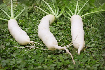 Image showing Daikon on the lawn