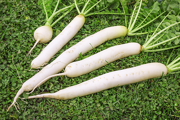 Image showing Fresh Daikon radish on the lawn