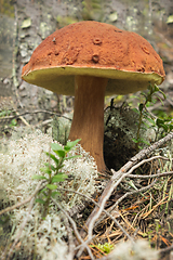 Image showing Polish mushroom (Boletus badius), good edible mushroom