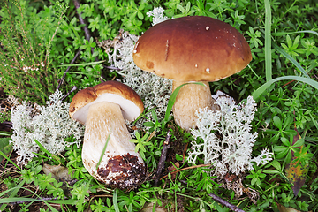 Image showing Two mushroom boletus found on moss  in forest