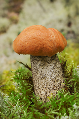 Image showing Edible mushroom (Leccinum Aurantiacum) with orange cap