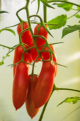 Image showing Tomatoes elongated form on branch