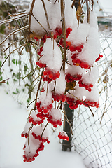 Image showing Viburnum in garden icing, November