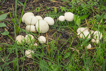 Image showing Fungus-slicker abundantly grows on wet soil