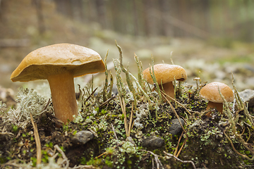 Image showing Mushroom suillus bovinus growing in august