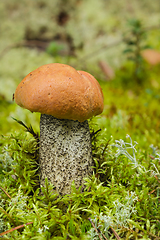 Image showing Edible mushroom (Leccinum Aurantiacum) with orange cap