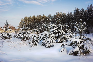 Image showing Evening landscape after heavy snow