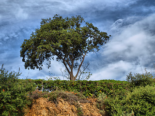Image showing The tree