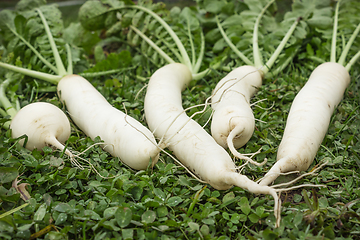 Image showing Fresh Daikon on the lawn