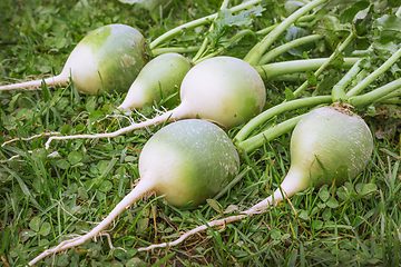 Image showing Chinese or green radish