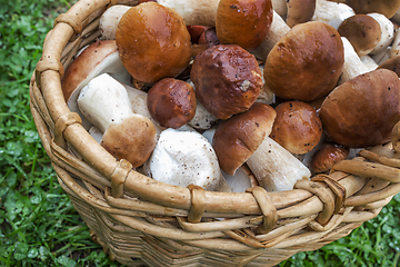 Image showing Many boletus mushrooms in  basket