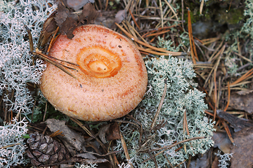 Image showing Mushroom (Lactarius torminosus), suitable for consumption