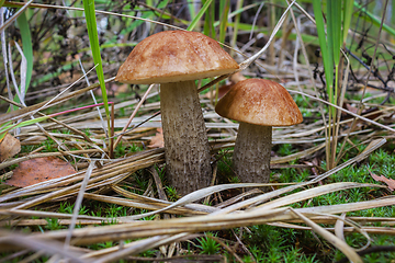 Image showing Two brown cap boletus in grass closeup