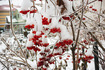 Image showing Bunchs Viburnum in garden in icing