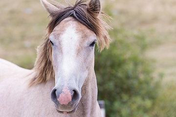 Image showing portrait of beautiful wild horse