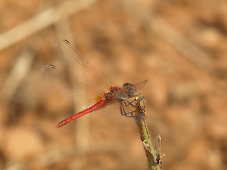 Image showing dragonfly