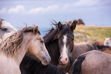 Image showing portrait of beautiful wild horses