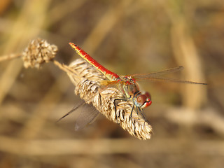 Image showing dragonfly