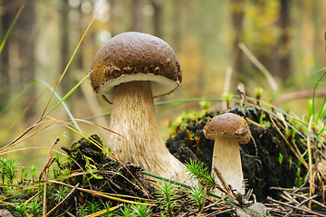 Image showing Two mushroom boletus in forest in september