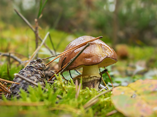 Image showing Mushroom greasers (Suillus) on forest clearing