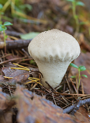 Image showing Not a big puffball mushroom (Lycoperdon)