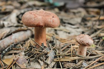 Image showing Edible mushroom (Lactarius rufus) on pine needles