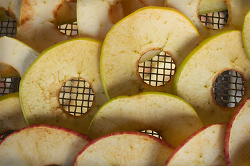 Image showing Slices of apples placedon grid of electric dryer